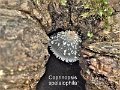 Coprinopsis spelaiophila-amf2206